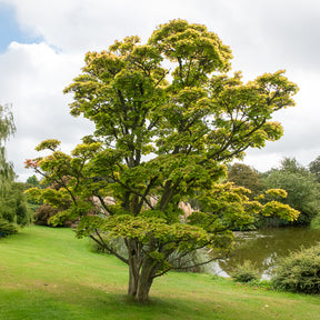 Japanese gele Esdoorn - Willemse