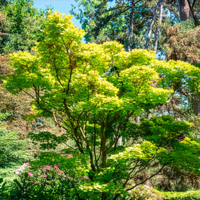 Japanese gele Esdoorn