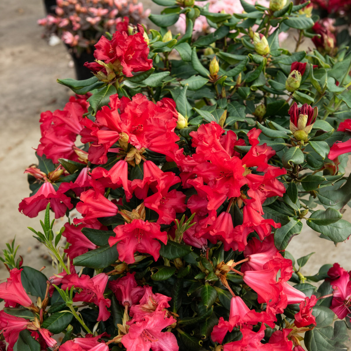 Rhododendron 'Baden Baden'