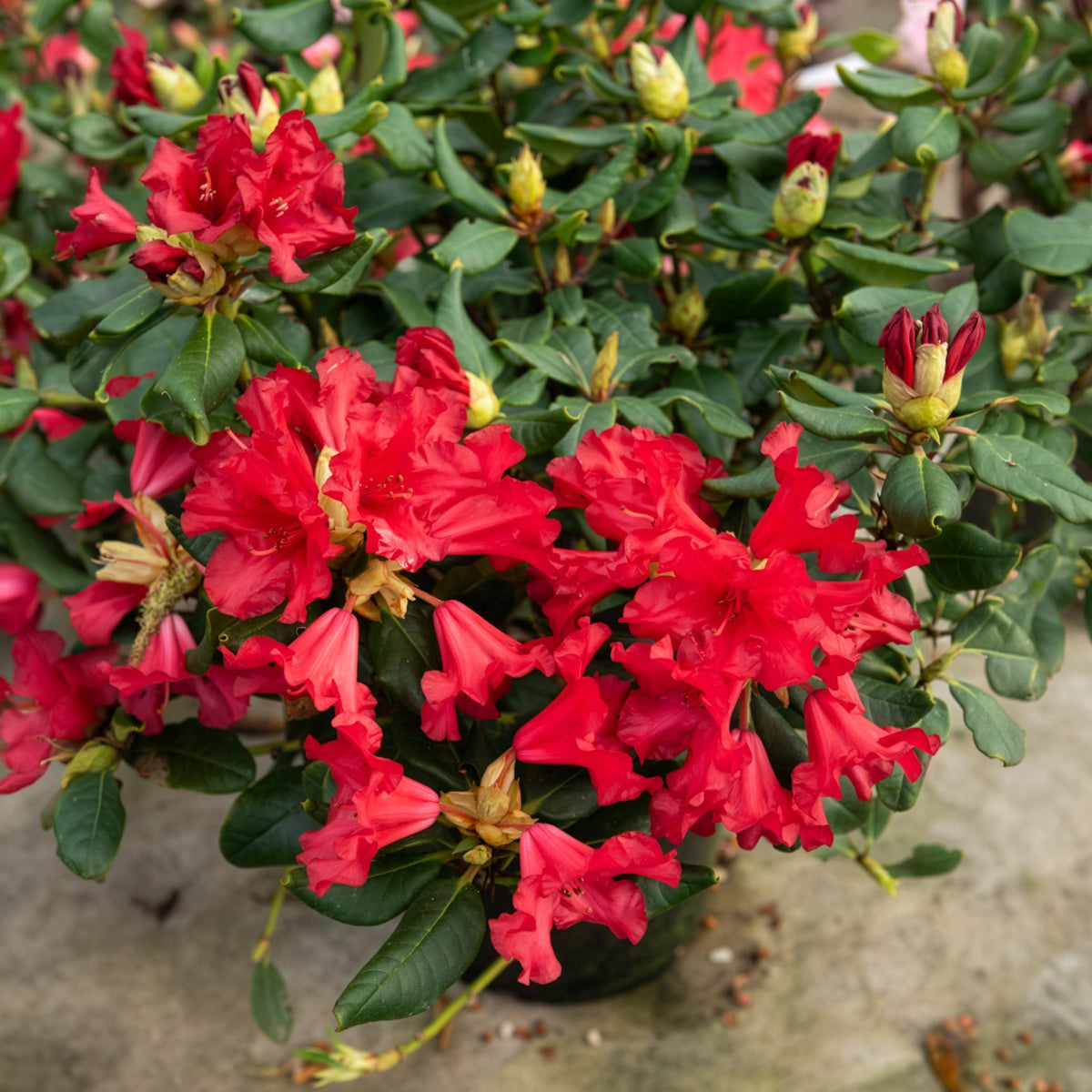 Rhododendron 'Baden Baden'
