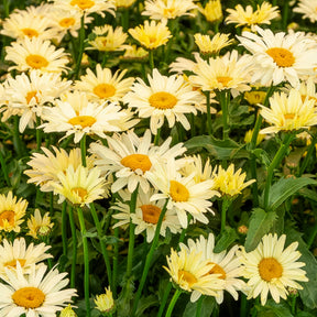 Zonnehoed, Kokardebloem, Margriet (x6) - Rudbeckia Cherry Brandy, Gaillardia Kobold, Leucanthemum Banana Cream - Willemse
