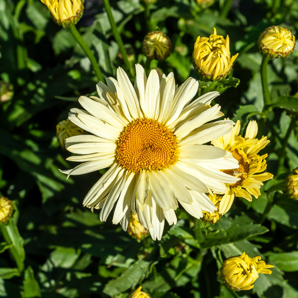 Margriet 'Banana Cream' (x2) - Leucanthemum superbum banana cream - Willemse