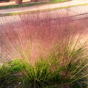 Verkoop Muhlenbergia - roze (x2) - Muhlenbergia capillaris