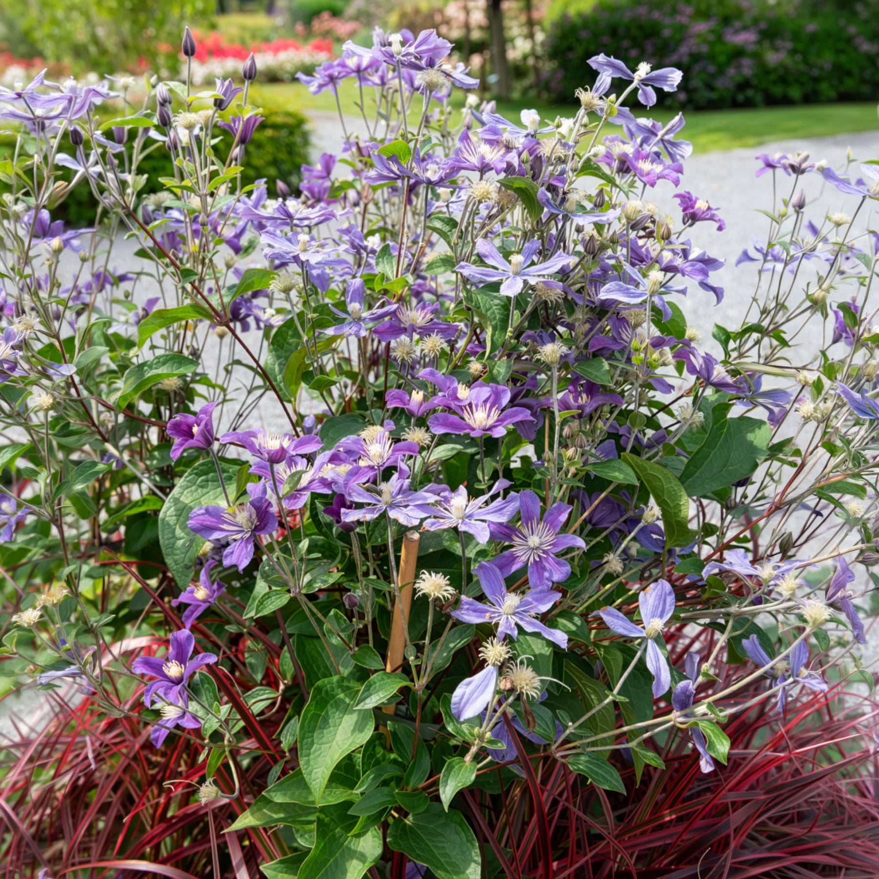 Bodembedekkende Bosrank Arabella - Clematis arabella - Willemse