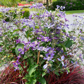 Bodembedekkende Bosrank Arabella - Clematis arabella - Willemse