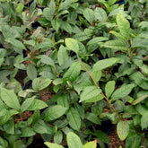 Kamerplanten voor binnen - Theeplant - Camellia sinensis
