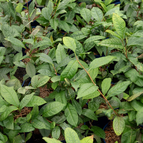 Theeplant