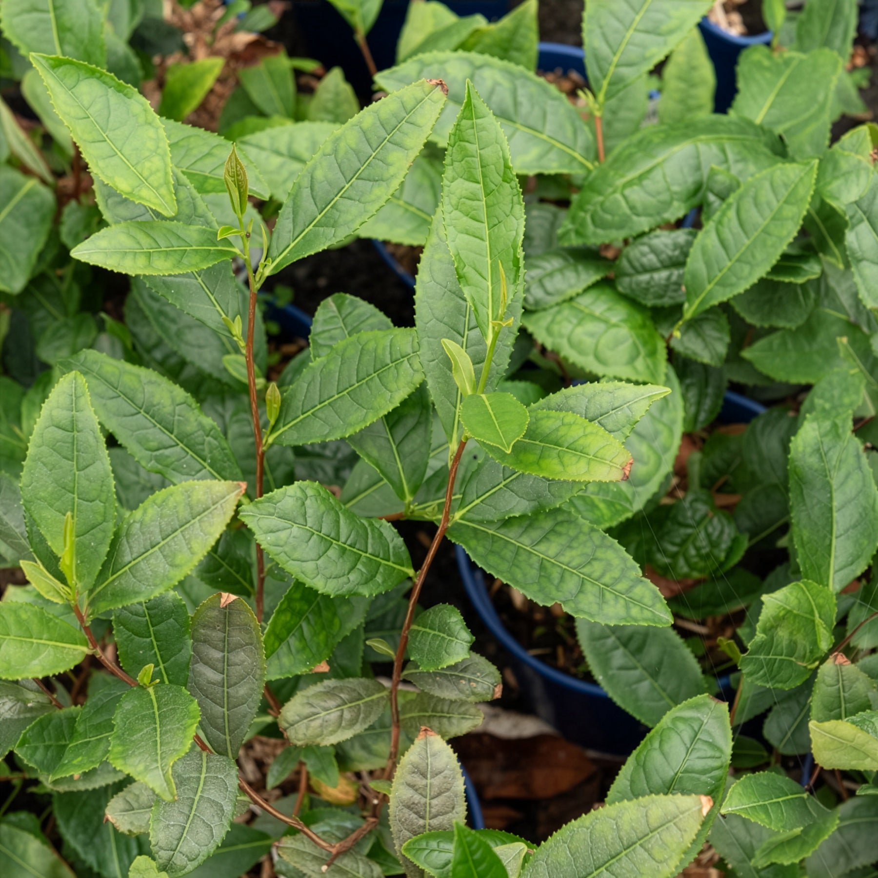 Theeplant