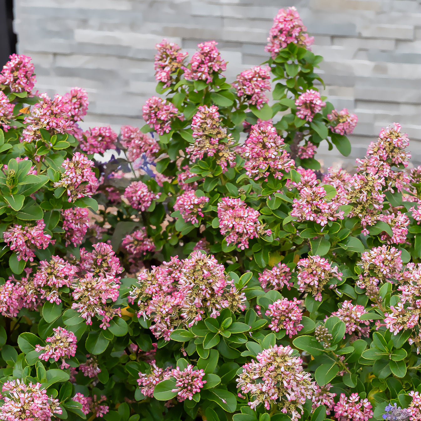 Escallonia 'Pink Elle' - Escallonia laevis Pink Elle - Willemse