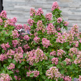 Escallonia 'Pink Elle' - Escallonia laevis Pink Elle - Willemse