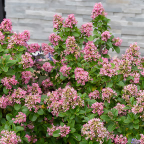 Escallonia 'Pink Elle' - Escallonia laevis Pink Elle - Willemse