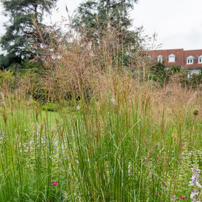 Vingergras 'Heavy Metal' (x3) - Willemse