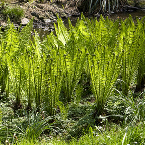 Verkoop Struisvaren (x2)