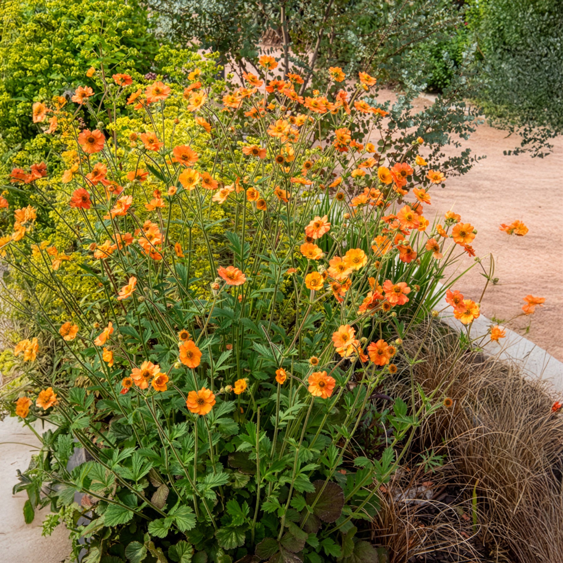 Verkoop Geum - Nagelkruid Totally Tangerine