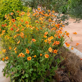 Verkoop Geum - Nagelkruid Totally Tangerine