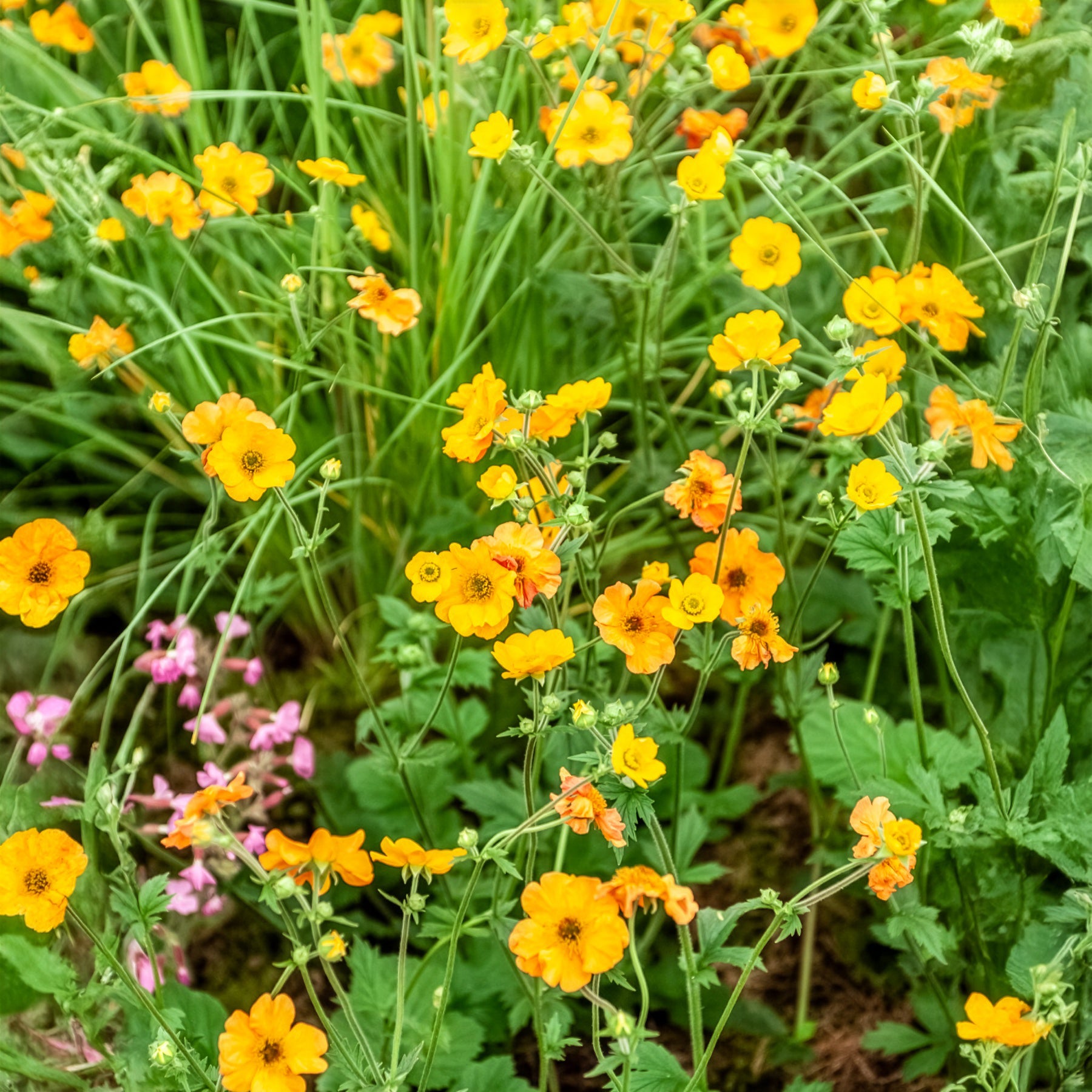 Verkoop Geum Totally Tangerine - Nagelkruid Totally Tangerine
