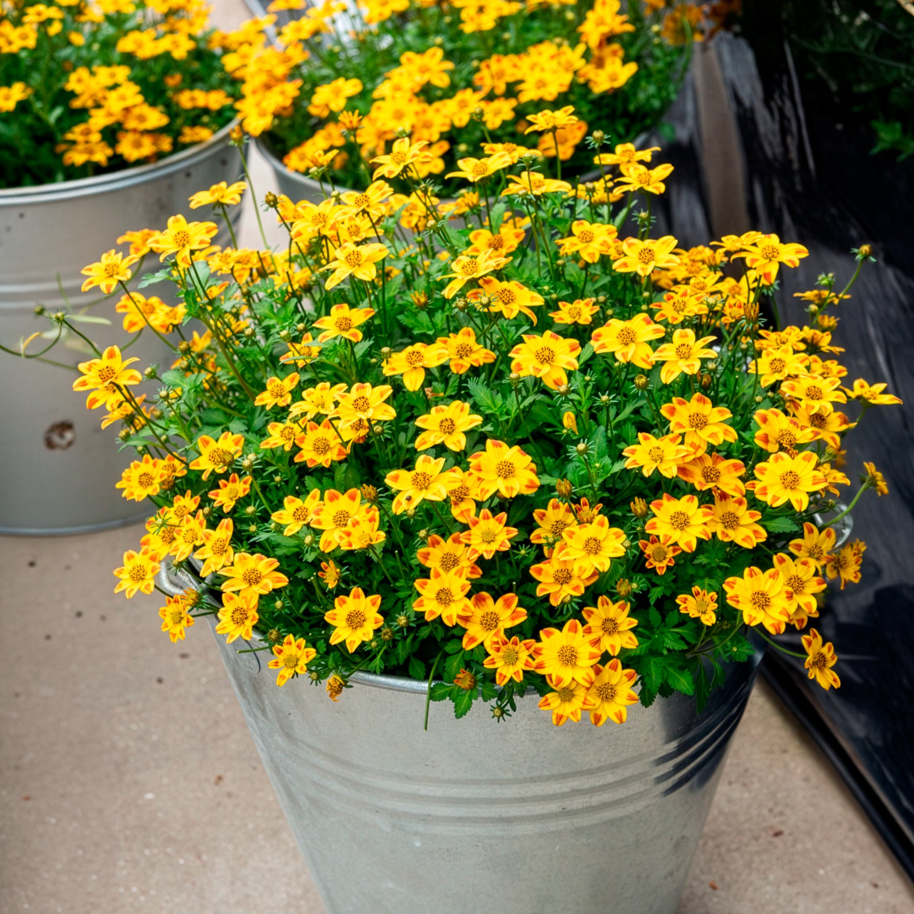 Bidens rood oranje (x3) - Bidens ferulifolia Beedance Painted Yellow - Willemse