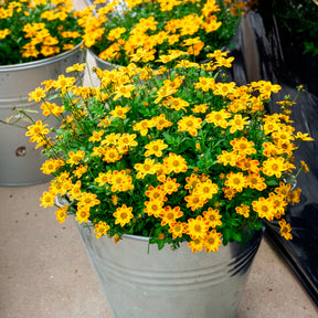 Bidens rood oranje (x3) - Bidens ferulifolia Beedance Painted Yellow - Willemse