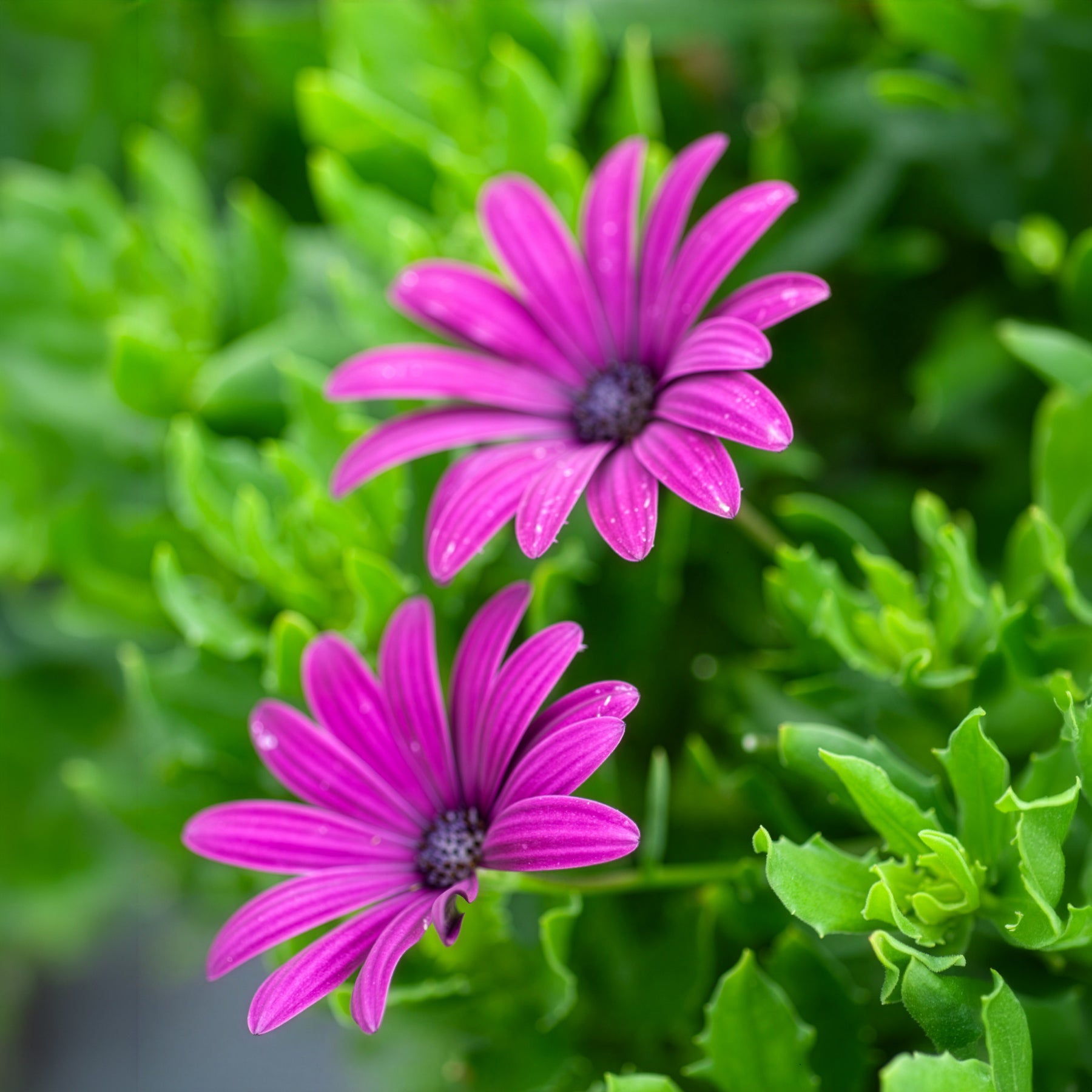 Spaanse margriet - paars (x3)