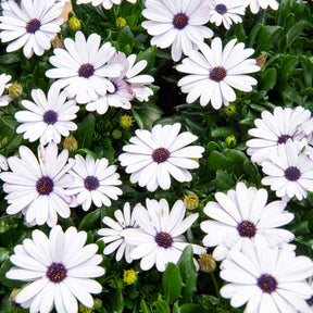 Osteospermum margarita white - Margiet - wit (x3) - Balkon- en terrasplanten voor pot en bak