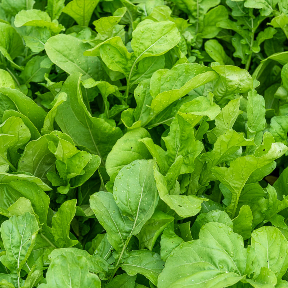 Rucola Pronto