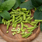 Glycine max - Edamame boon - Moestuinzaden
