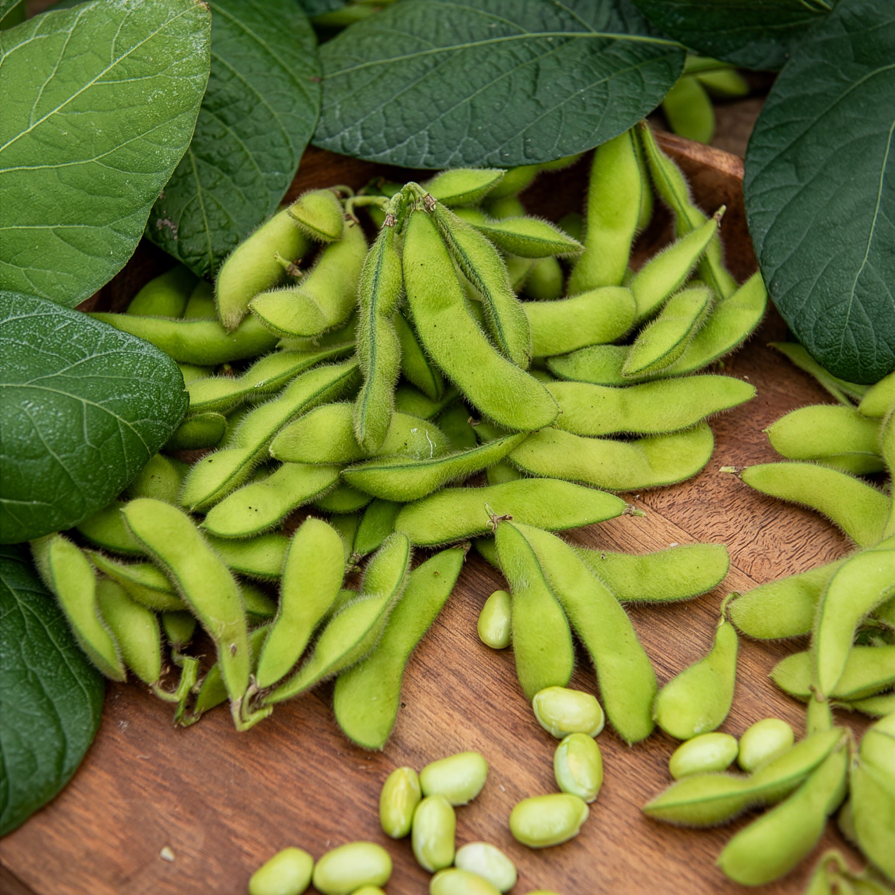 Edamame boon - Willemse