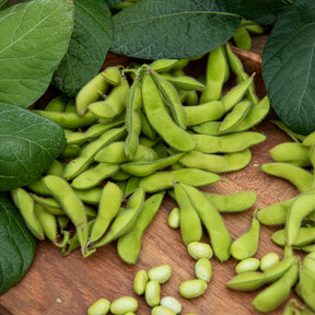 Edamame boon - Willemse