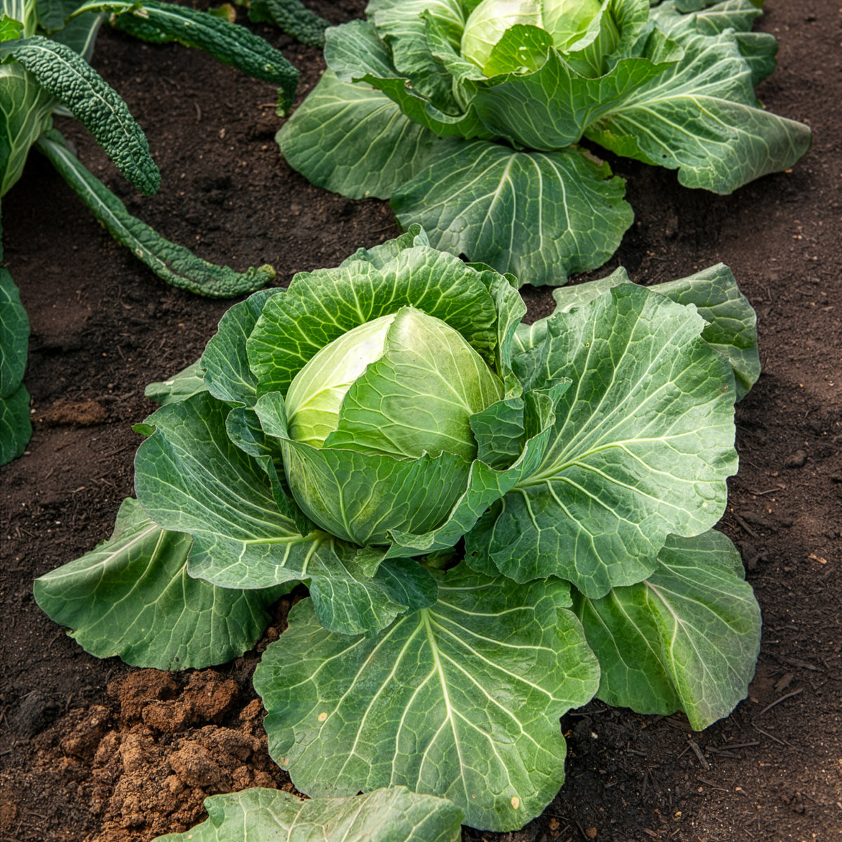 Witte kool 'Brunswijker' - Brassica oleracea capitata de brunswick - Willemse
