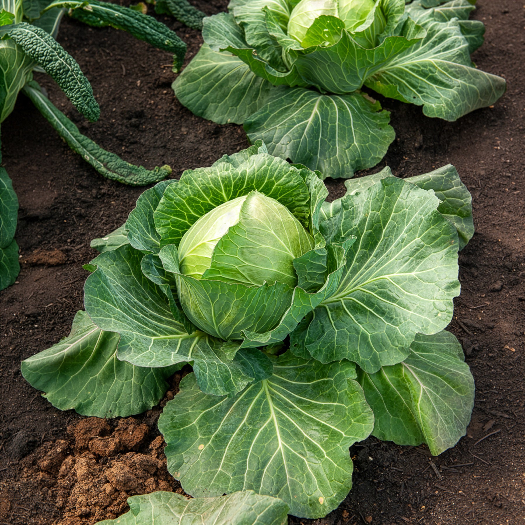 Witte kool 'Brunswijker' - Brassica oleracea capitata de brunswick - Willemse
