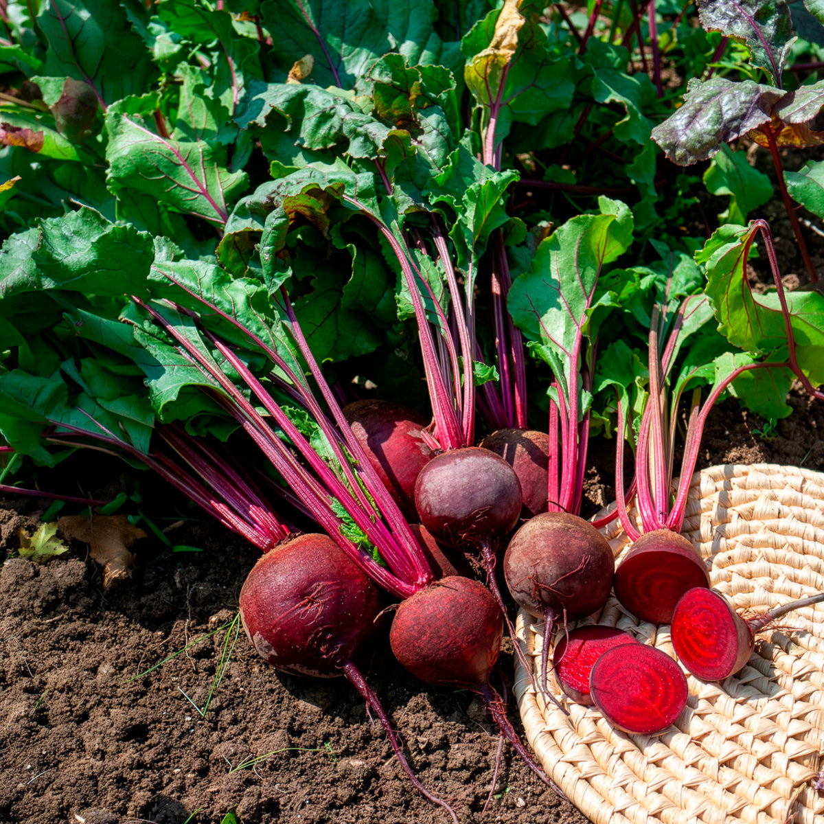 Rode biet 'De Detroit 2' - BIO - Beta vulgaris de detroit 2 - storuman - Willemse