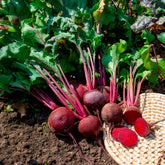 Rode biet 'De Detroit 2' - BIO - Beta vulgaris de detroit 2 - storuman - Willemse