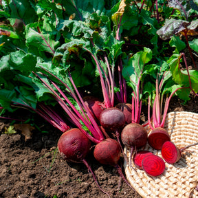 Rode biet 'De Detroit 2' - BIO - Beta vulgaris de detroit 2 - storuman - Willemse