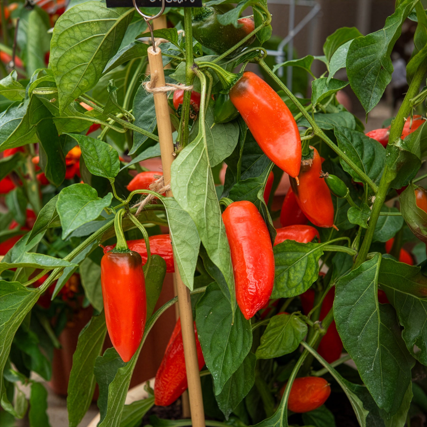 Potpaprika Tangerine Dream F - Capsicum annuum tangerine dream f1 - Willemse