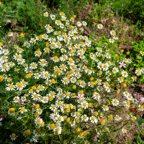 Echte kamille - BIO - Matricaria recutita - Willemse