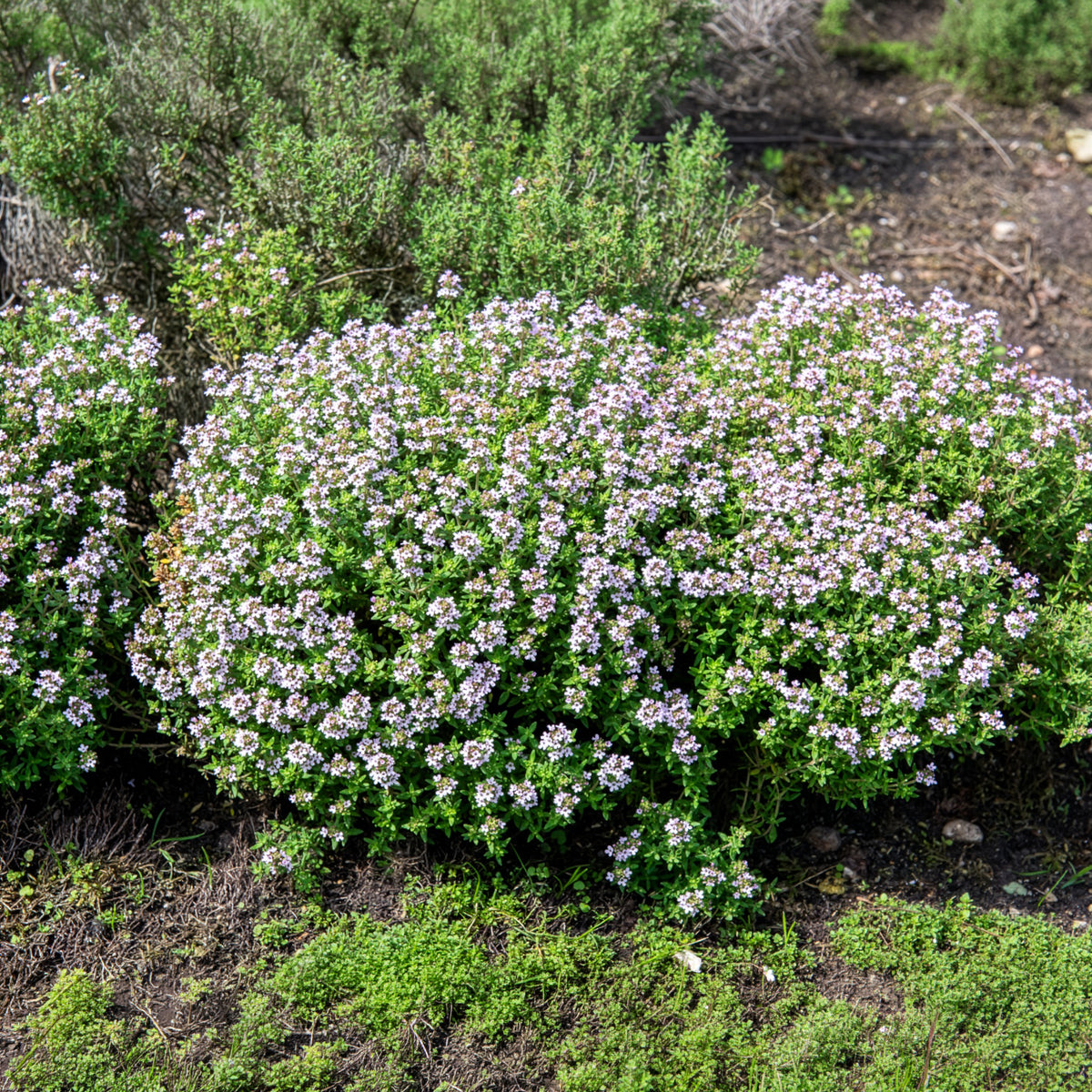 Thymus vulgaris - Echte tijm - BIO - Tijm
