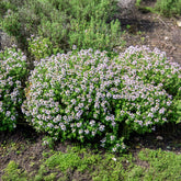Thymus vulgaris - Echte tijm - BIO - Tijm