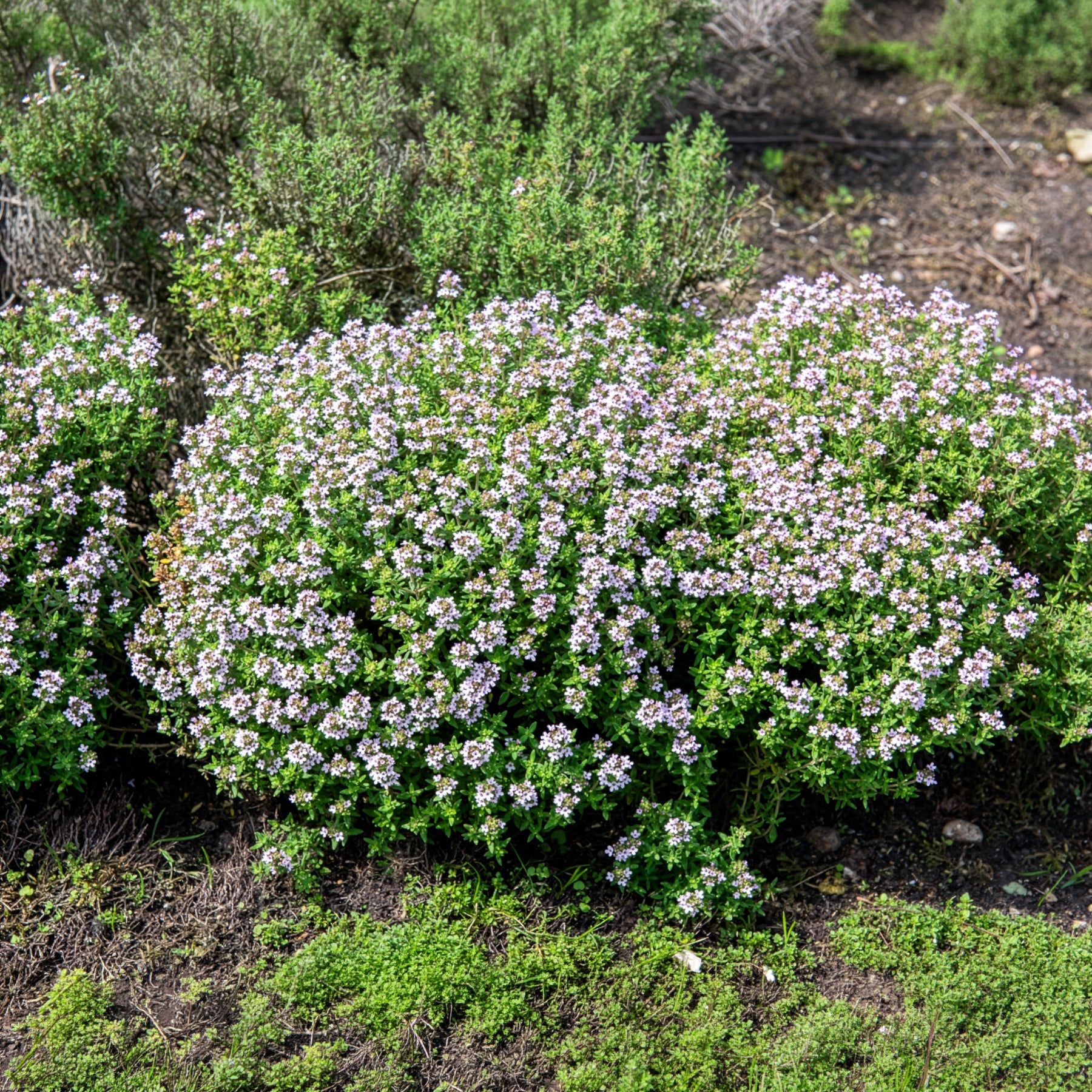 Thymus vulgaris - Echte tijm - BIO - Tijm