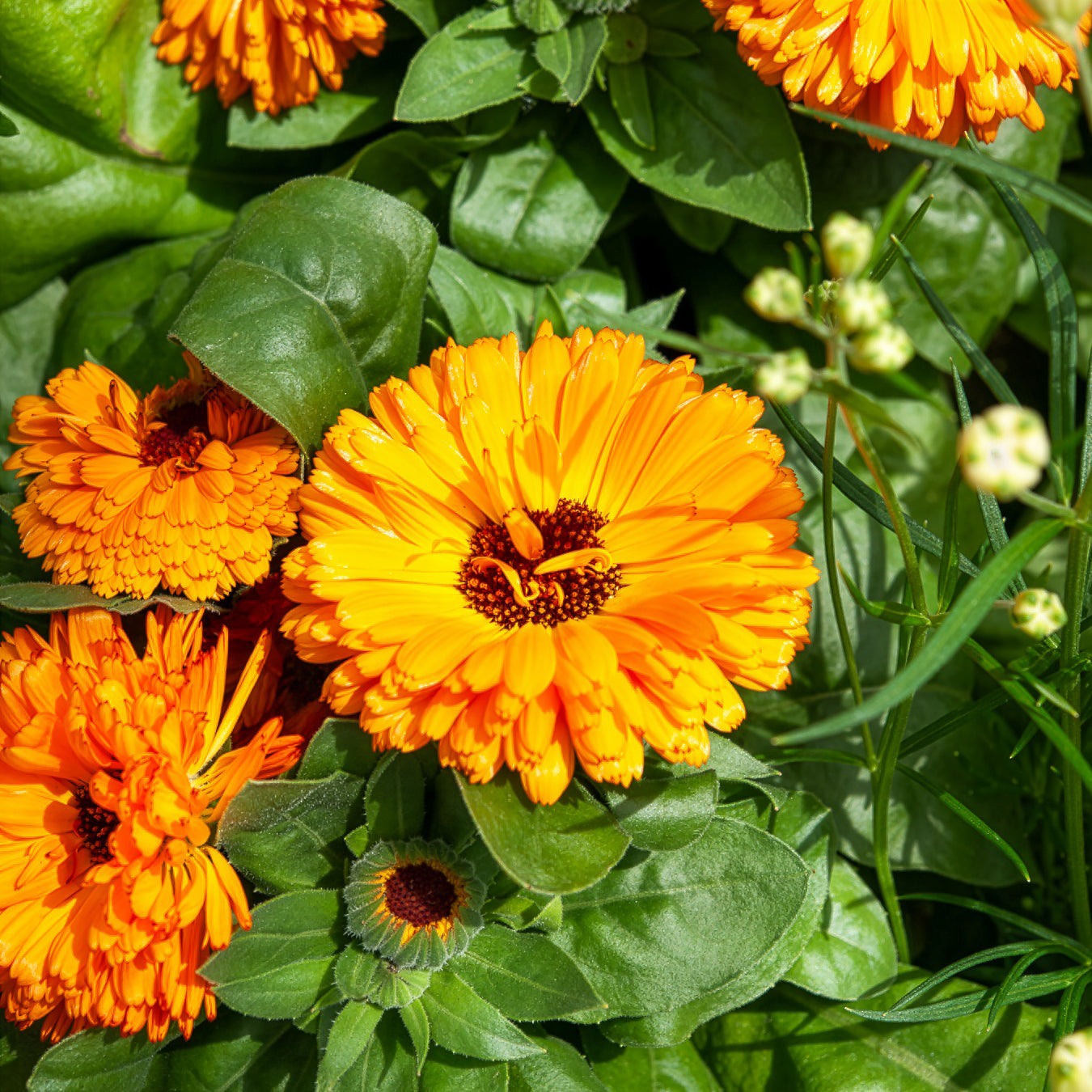 Goudsbloem 'Orange Gitana' - Calendula officinalis orange gitana - Willemse