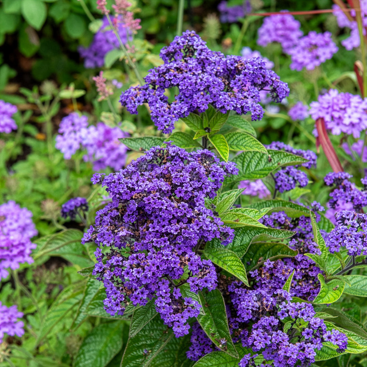 Vanillebloem Heliotropium Marine - Heliotropium arborescens - Willemse