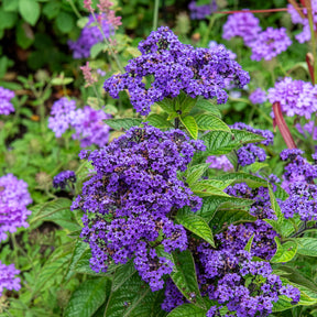 Vanillebloem Heliotropium Marine - Heliotropium arborescens - Willemse