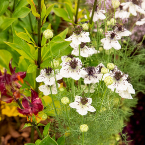 Juffertje in 't Groen Nigella African Bride - Nigella papillosa - Willemse