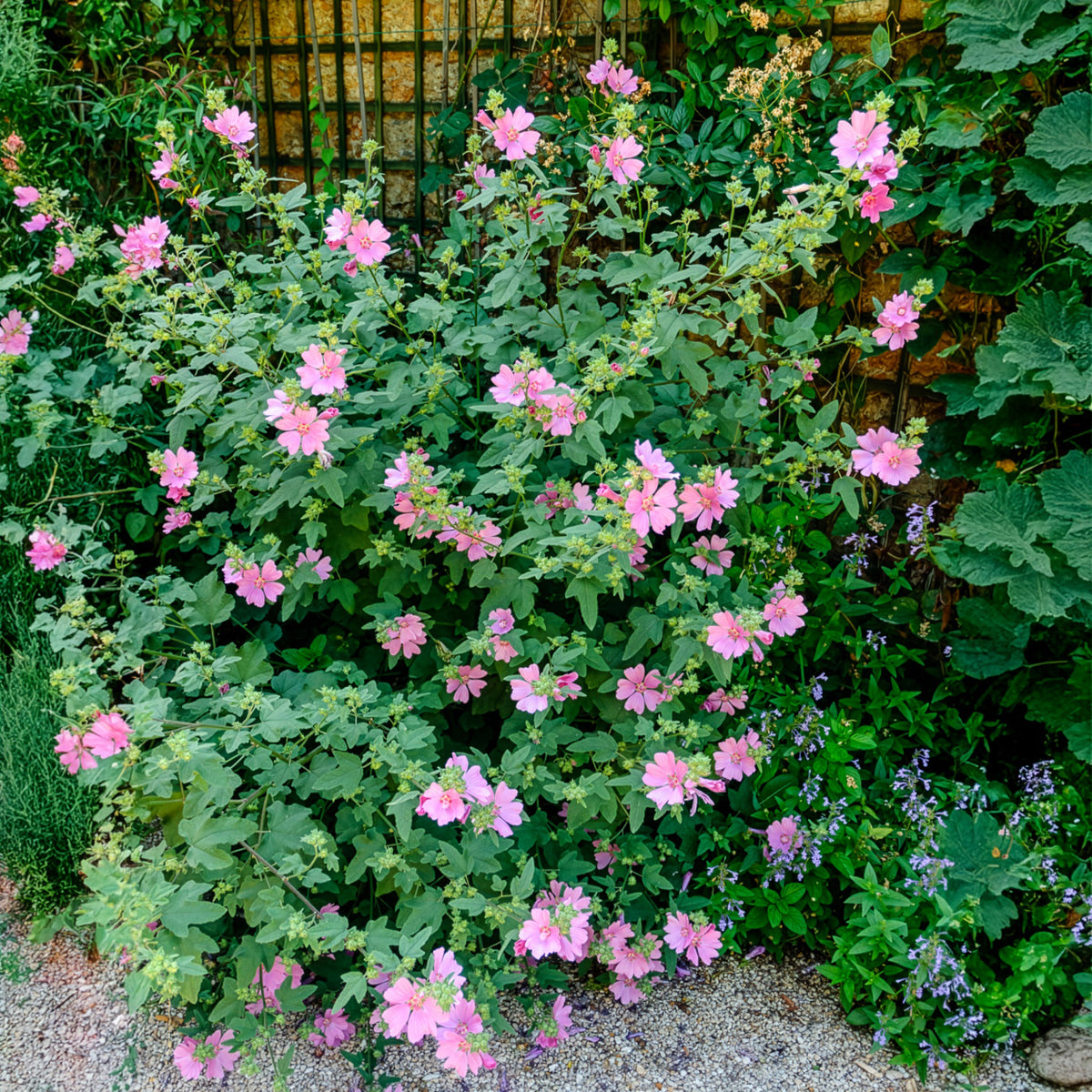 Struikmalva (x2) - Willemse