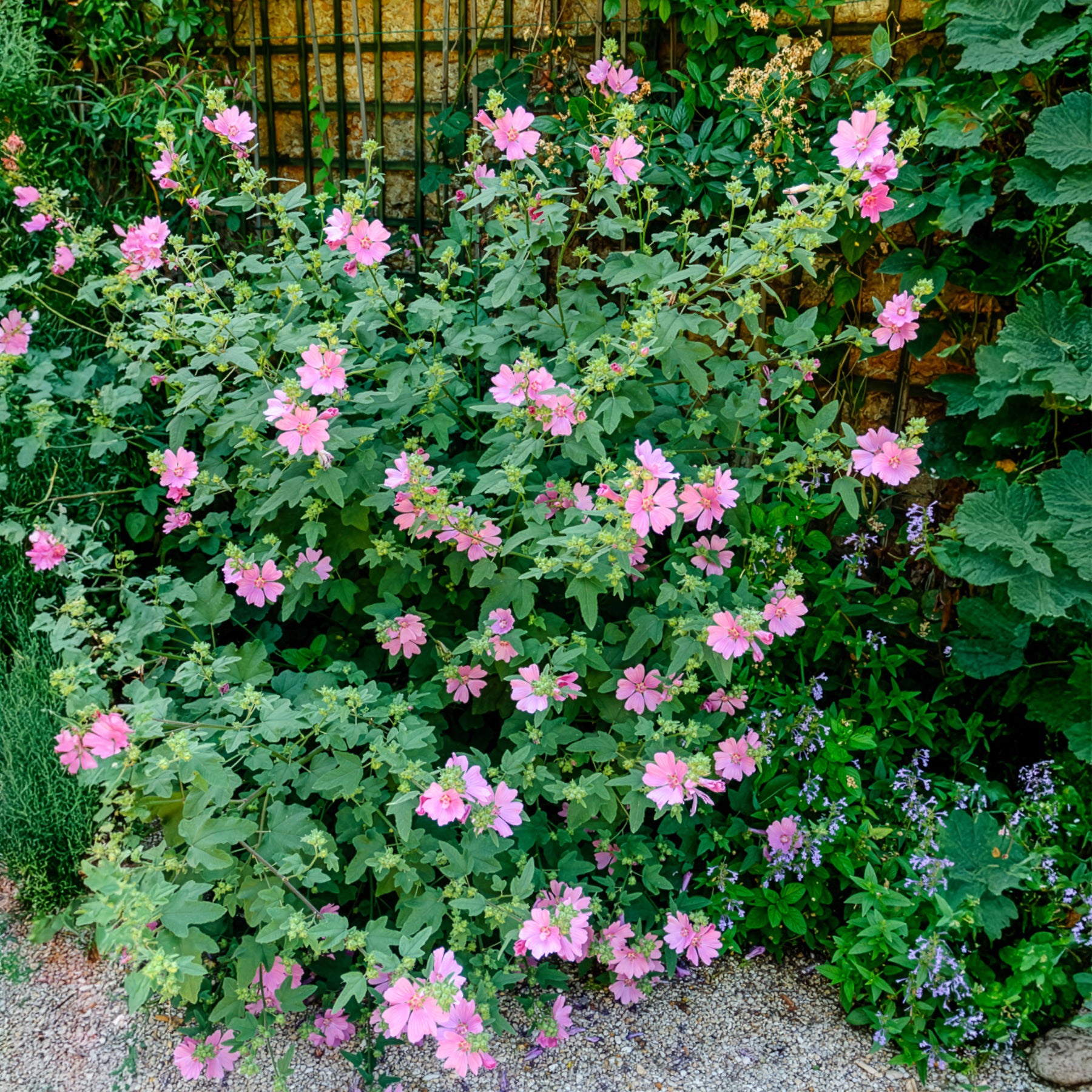 Struikmalva (x2) - Willemse