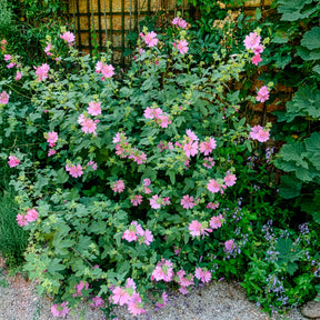 Struikmalva (x2) - Willemse