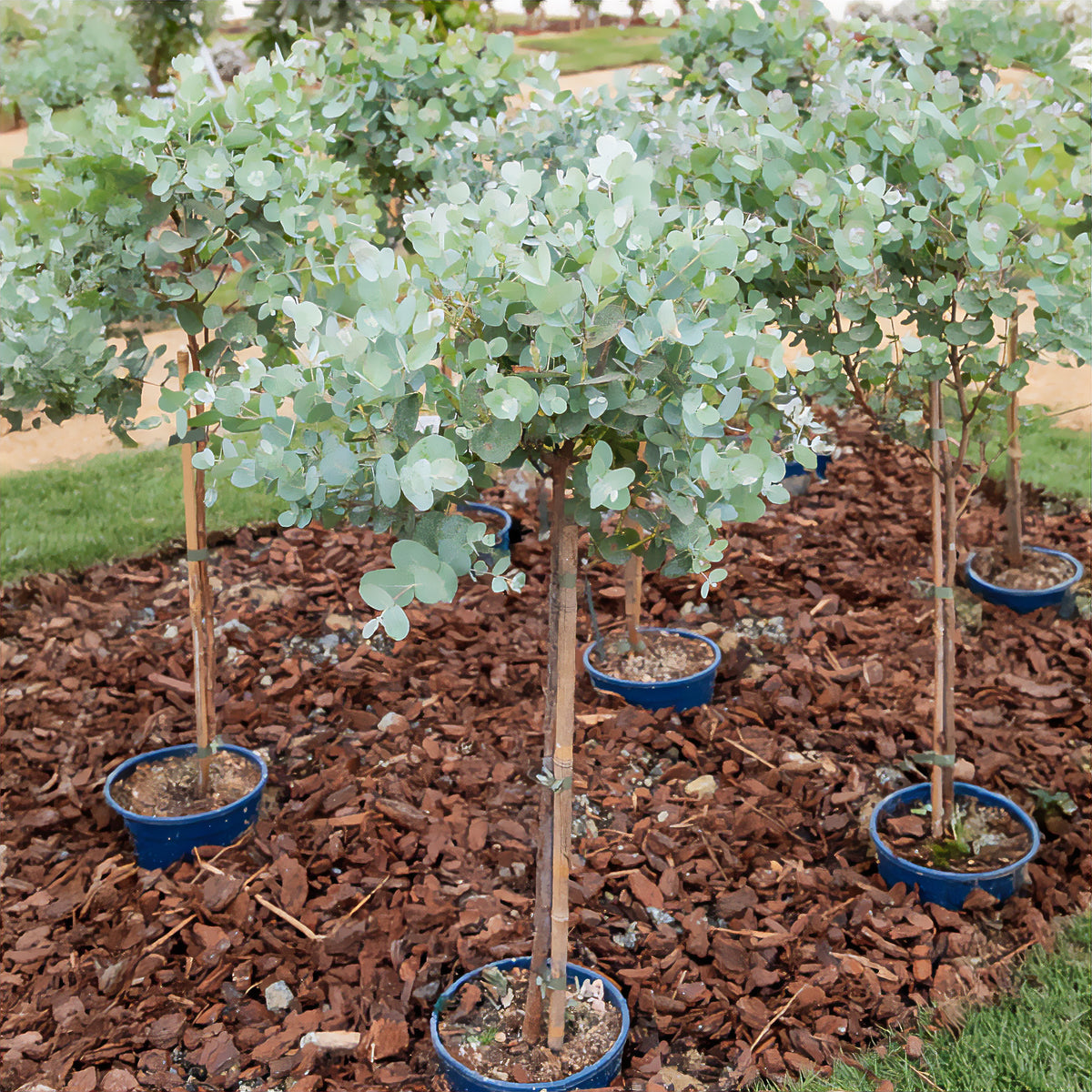 Gomboom op stam - Willemse