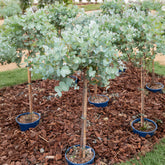 Gomboom op stam - Willemse