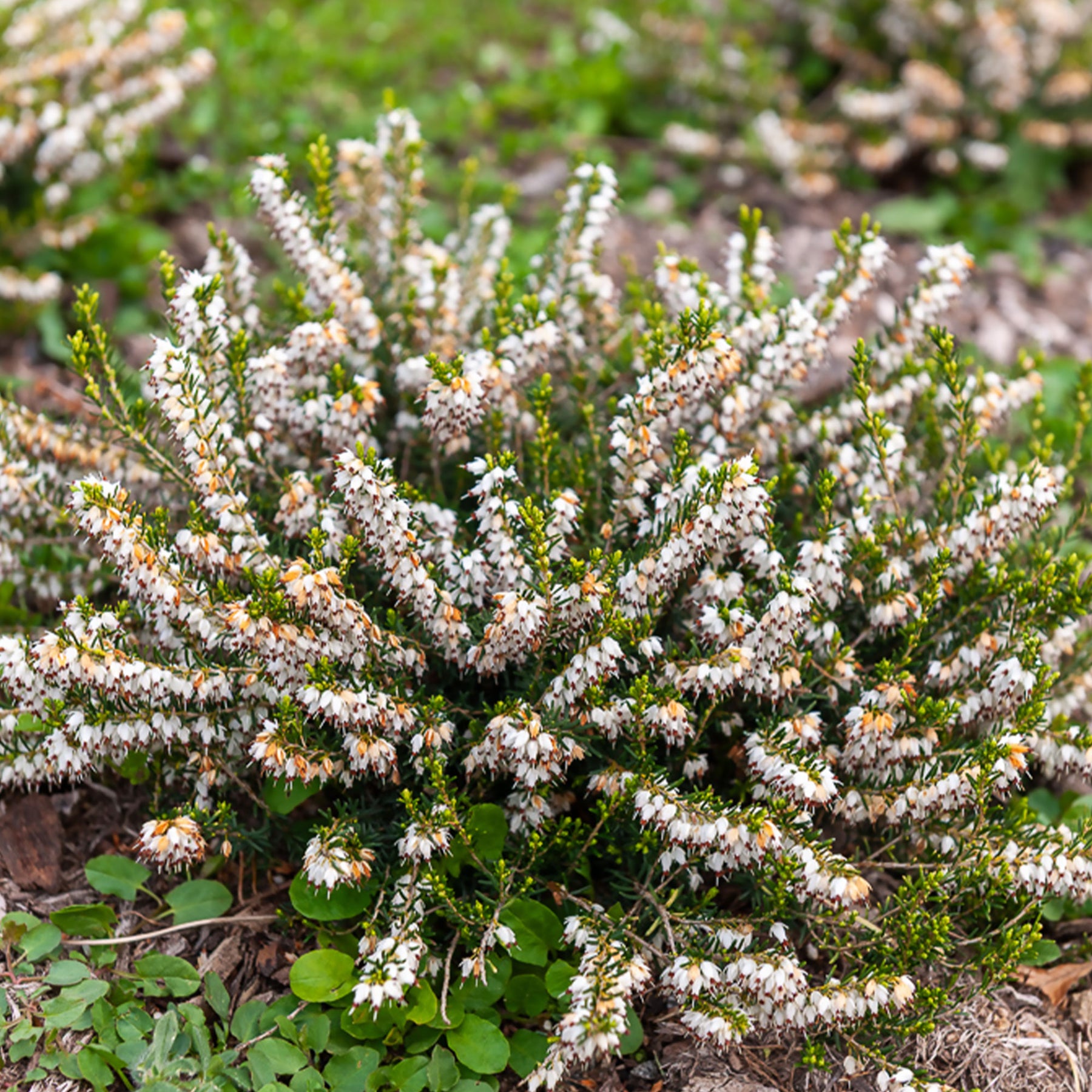 Winterheide 'White Glow' - Willemse
