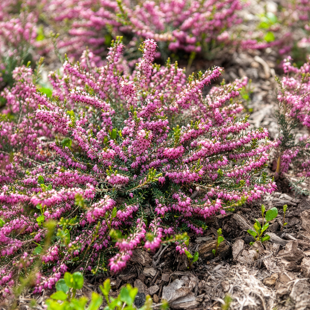 Winterheide 'Ghost Hills' - Erica darleyensis ghost hills - Willemse