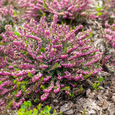 Winterheide 'Ghost Hills' - Erica darleyensis ghost hills - Willemse